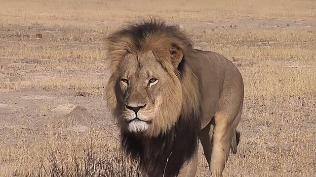 The Violence of Shame: Trophy Hunting on Social Media